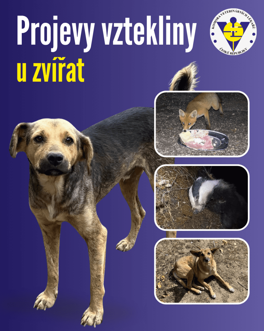 2026-10-01-vzteklina.png